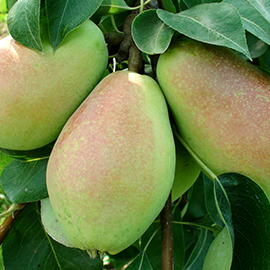 Rootstocks Pear
