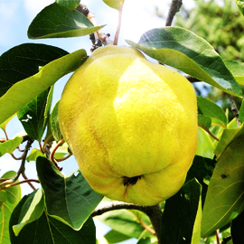 Rootstocks Quince