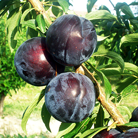 Rootstocks Plum