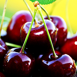 Rootstocks Cherry