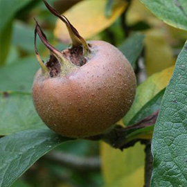 Medlar