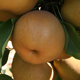 Asian Pear