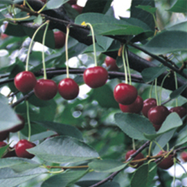 Rootstocks Sour Cherry