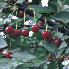 Sour Cherry